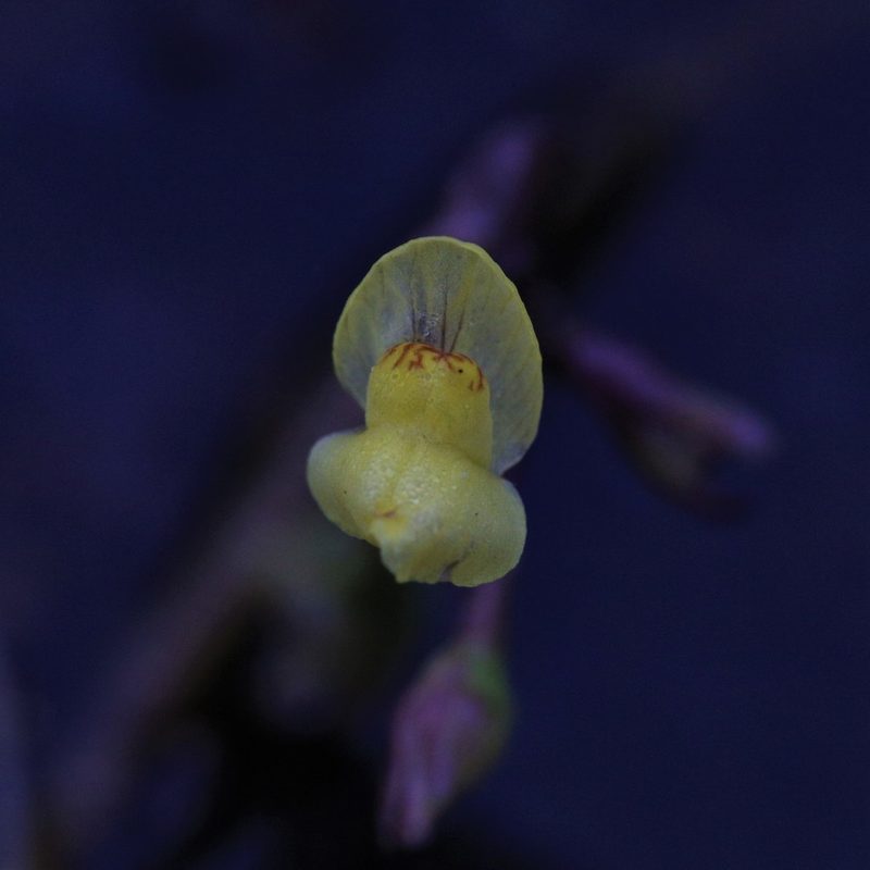 Utricularia aurea, photographed by Hugo Innes