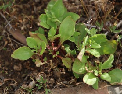 Tetragonia echinata, photographed by Tony Rebelo