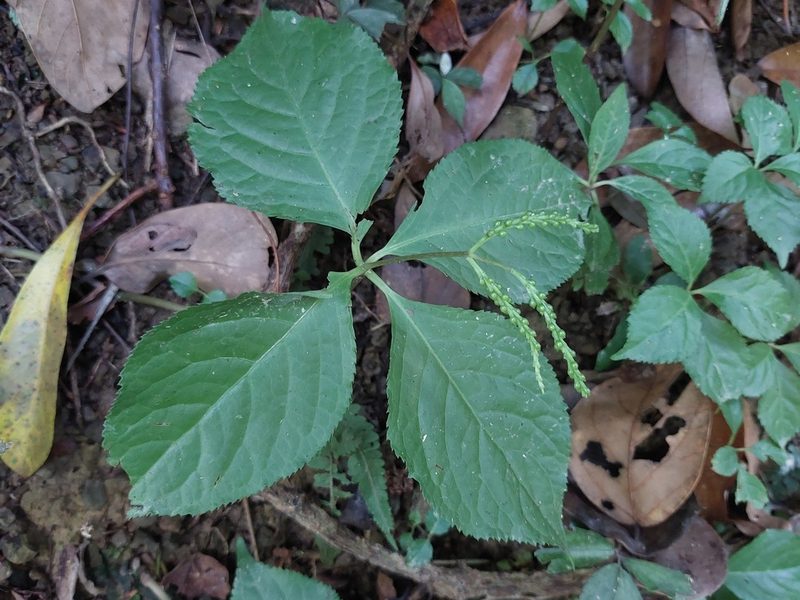 Chloranthus oldhamii, photographed by 胡正恆(Jackson Hu)
