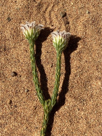 Phylica pulchella, photographed by Dave U