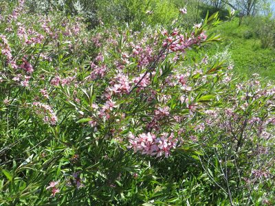 Prunus tenella, photographed by Andrey Sdobnikov