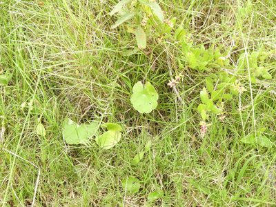 Hydrocotyle bonariensis, photographed by Eduardo Luis Beltrocco
