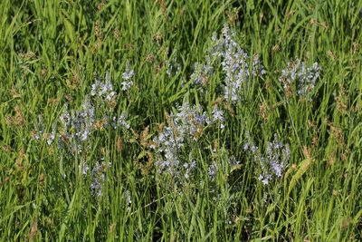 Veronica austriaca, photographed by Иван Пристрем