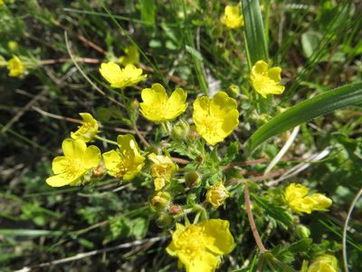 Potentilla humifusa, photographed by Andrey Sdobnikov