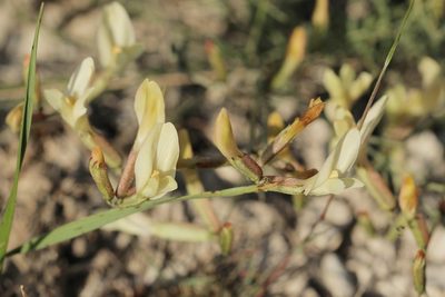 Astragalus ucrainicus, photographed by Иван Пристрем