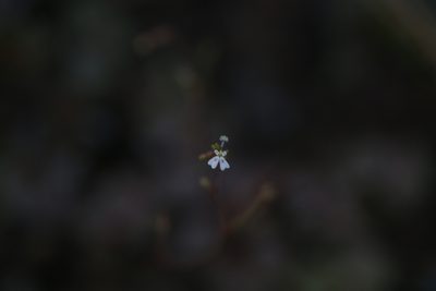 Stylidium uliginosum, photographed by Hugo Innes