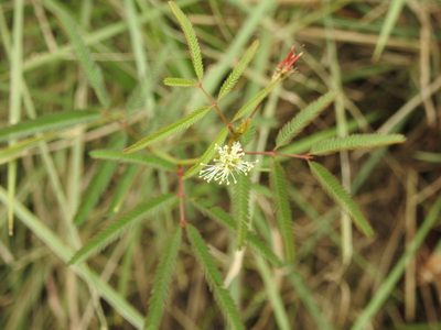 Desmanthus virgatus