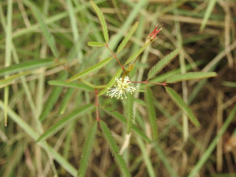 Desmanthus virgatus, photographed by Eduardo Luis Beltrocco