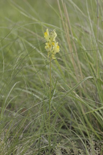 Linaria macroura, photographed by Иван Пристрем