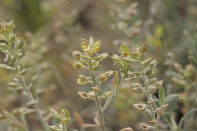 Alyssum turkestanicum, photographed by Иван Пристрем