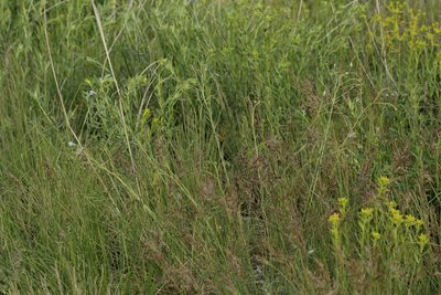 Linum austriacum, photographed by Иван Пристрем