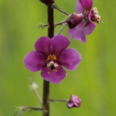 Verbascum phoeniceum, photographed by Иван Пристрем