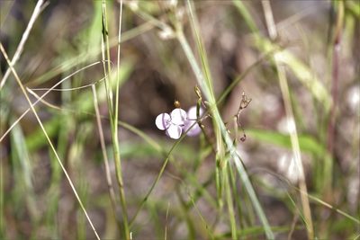 Murdannia graminea, photographed by Hugo Innes