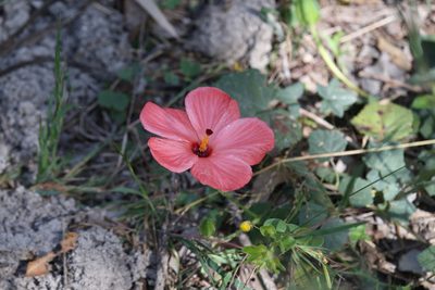 Abelmoschus sagittifolius