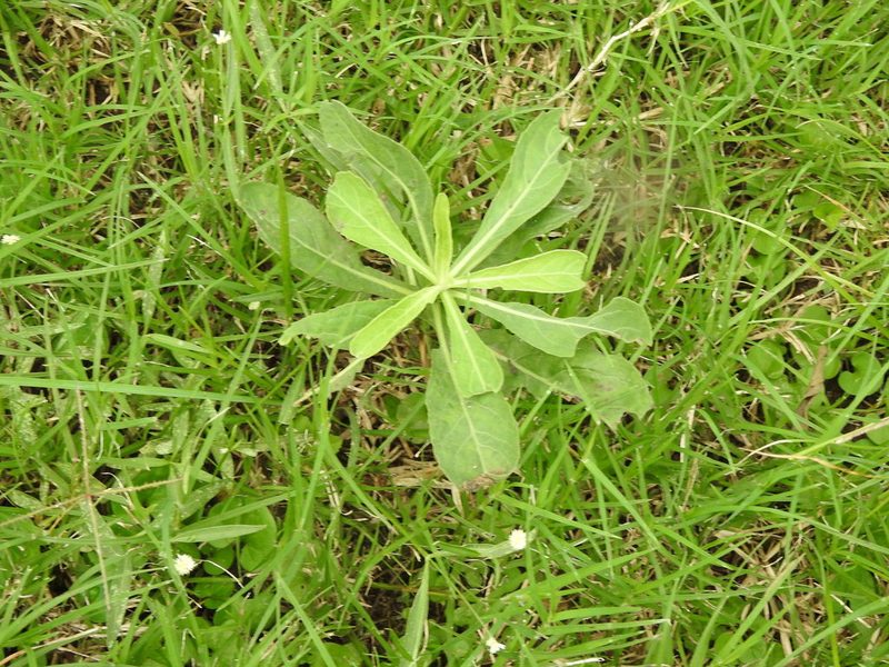 Pluchea sagittalis, photographed by Eduardo Luis Beltrocco
