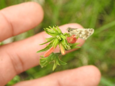 Dicliptera squarrosa, photographed by Eduardo Luis Beltrocco