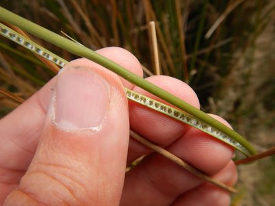 Juncus edgariae, photographed by Jon Sullivan