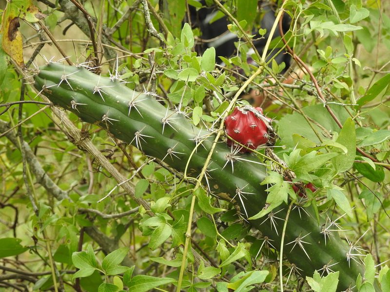 Harrisia pomanensis, photographed by Eduardo Luis Beltrocco