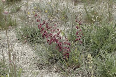 Matthiola fragrans, photographed by Иван Пристрем