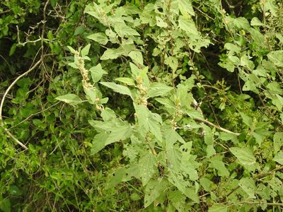 Sphaeralcea bonariensis, photographed by Eduardo Luis Beltrocco