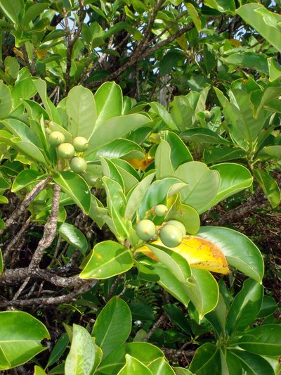 Fagraea berteroana, photographed by Peter de Lange