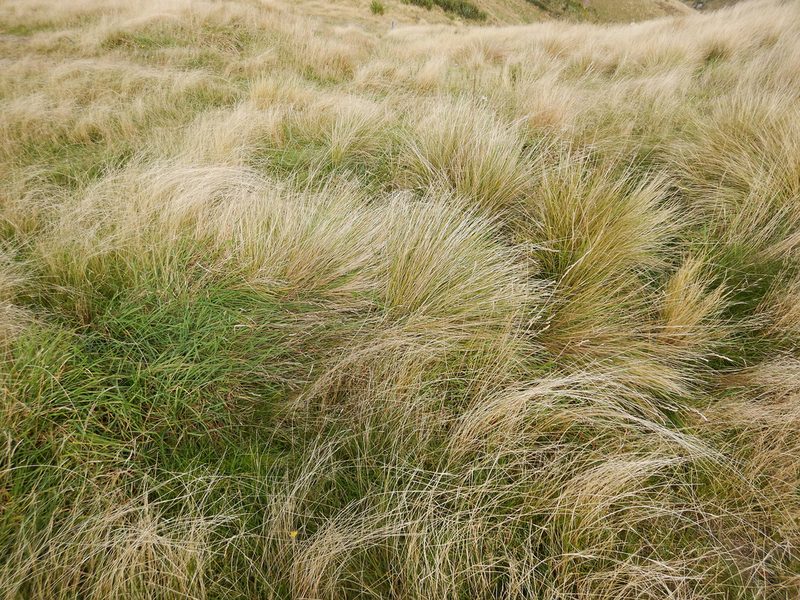 Poa cita, photographed by Jon Sullivan