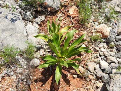 Squilla maritima, photographed by Duarte Frade