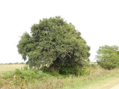Celtis tala, photographed by Eduardo Luis Beltrocco