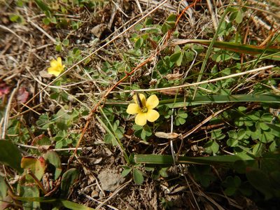 Oxalis exilis, photographed by Jon Sullivan