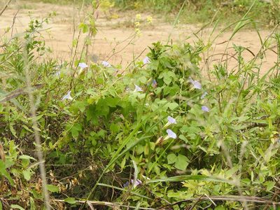 Ipomoea nil, photographed by Eduardo Luis Beltrocco