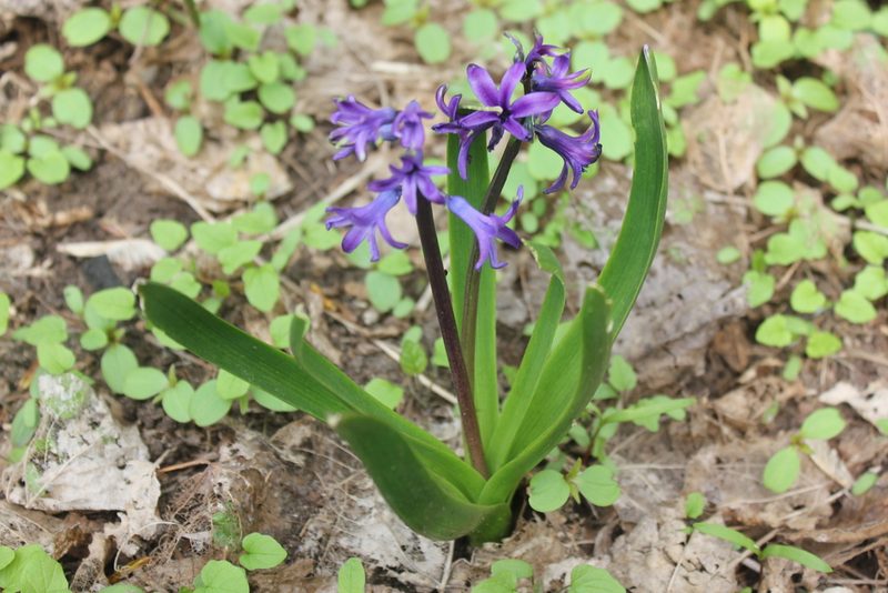 Hyacinthus orientalis, photographed by Daria