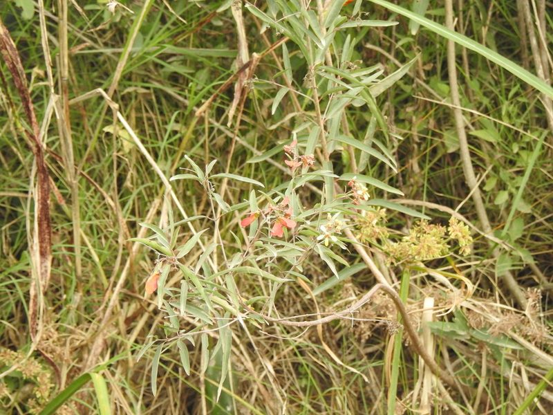 Heteropterys glabra, photographed by Eduardo Luis Beltrocco