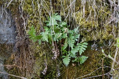 Polypodium sibiricum, photographed by Oleg Kosterin