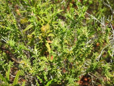 Thymbra capitata, photographed by Duarte Frade