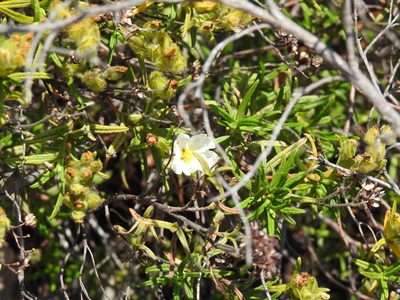 Cistus monspeliensis, photographed by Duarte Frade