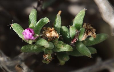 Trichodiadema setuliferum, photographed by Tony Rebelo