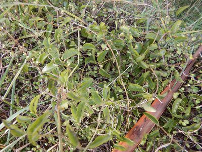 Clematis foetida, photographed by Jon Sullivan