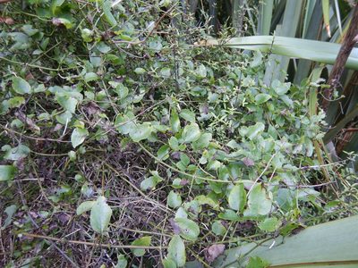 Clematis foetida, photographed by Jon Sullivan