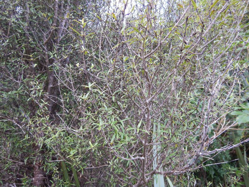 Coprosma linariifolia, photographed by Jon Sullivan