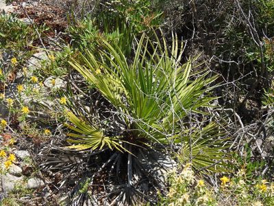 Chamaerops humilis, photographed by Duarte Frade