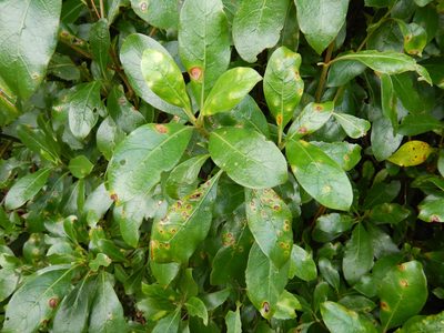 Coprosma lucida, photographed by Jon Sullivan