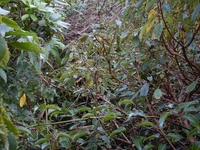Fuchsia excorticata, photographed by Jon Sullivan