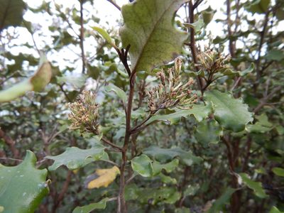 Olearia paniculata, photographed by Jon Sullivan