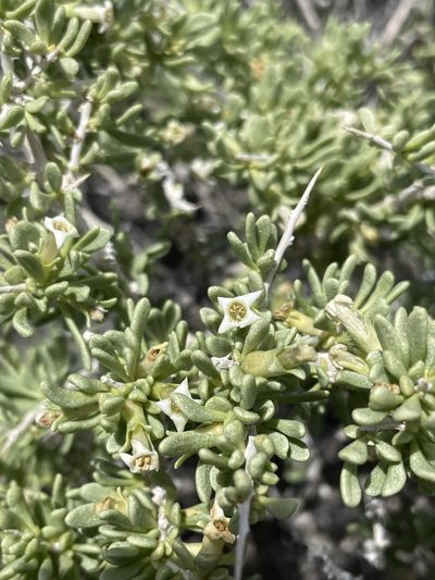 Lycium shockleyi, photographed by Matt Berger
