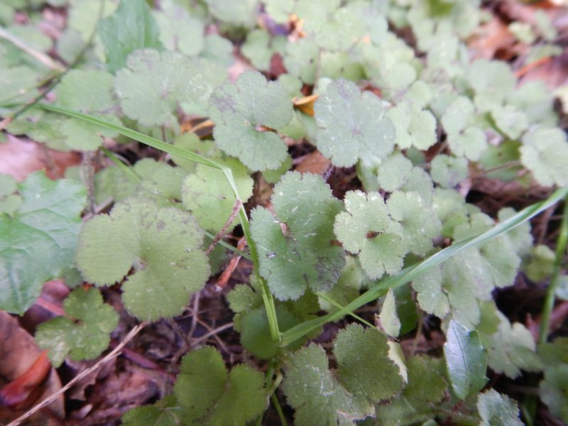Hydrocotyle elongata, photographed by Jon Sullivan
