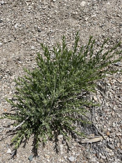 Brickellia oblongifolia, photographed by Matt Berger