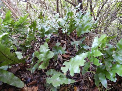 Zealandia pustulata, photographed by Jon Sullivan