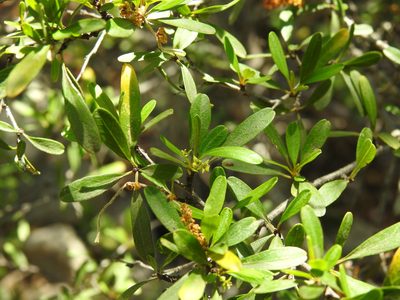 Rhamnus oleoides, photographed by Duarte Frade