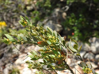 Osyris lanceolata, photographed by Duarte Frade