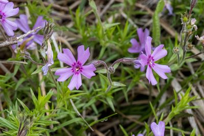 Phlox subulata, photographed by David Eberly
